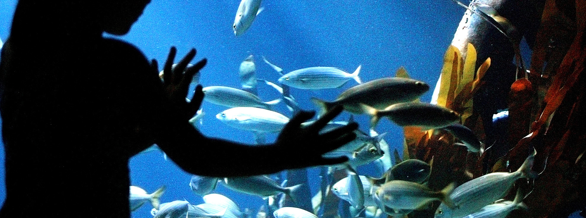 Über Wasser - unter Wasser